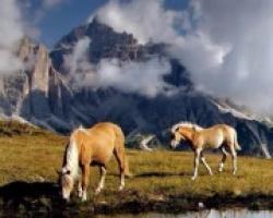Сонник - лошадь и толкование сновидений, связанных с лошадьми