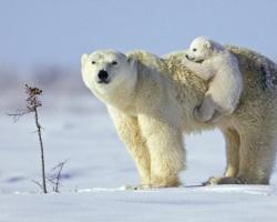 Por que os ursos polares estão desaparecendo?