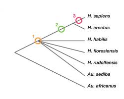 A.Belov.  Homo naledi - “estrela da degradação” ou como a involução vive e vence!  Linha do tempo da evolução humana